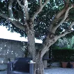 Le Carrube Bed & Breakfast Sava